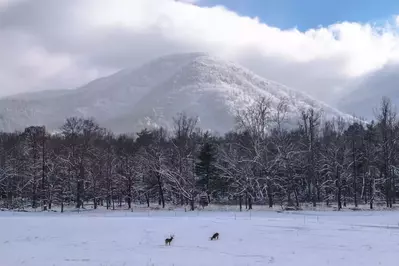 winter field in Cades Cove 